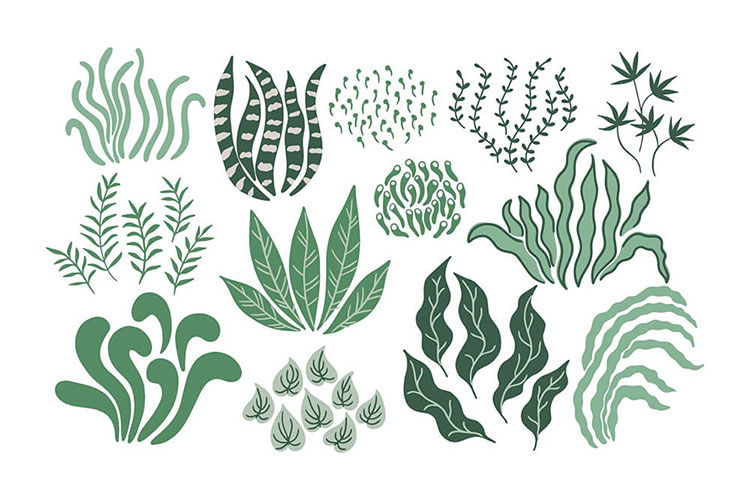 现代手绘植物抽象花卉装饰画插画PNG免抠无背景设计素材合集09