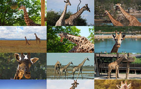 79款动物园长颈鹿野生动物大自然抖音快手实拍短视频媒体素材