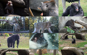 25款大猩猩玩耍野生动物园旅游4K实拍后期剪辑抖音短视频素材