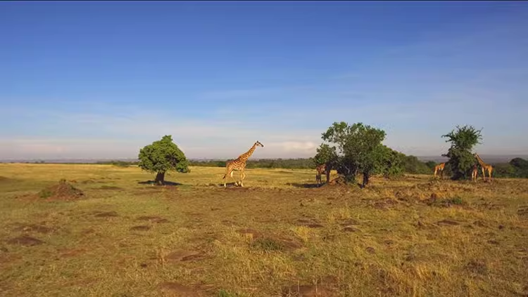 79款动物园长颈鹿野生动物大自然抖音快手实拍短视频媒体素材02