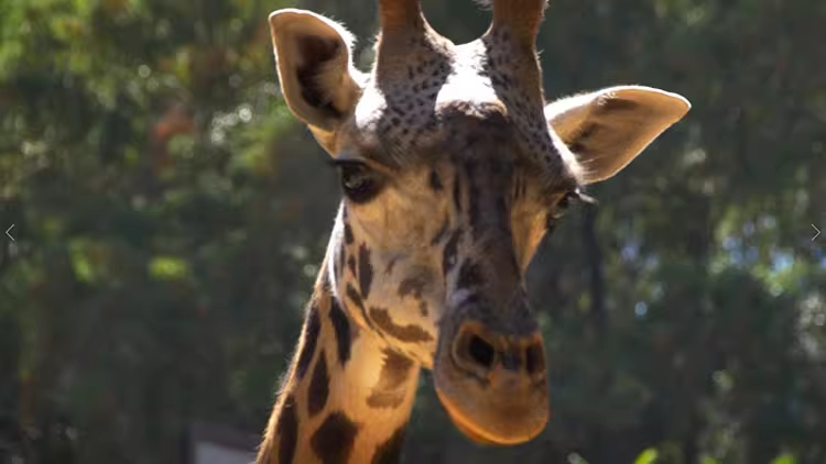 79款动物园长颈鹿野生动物大自然抖音快手实拍短视频媒体素材04