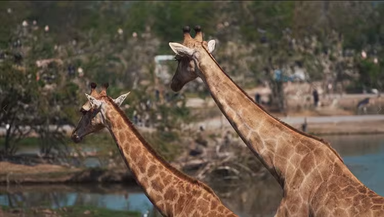 79款动物园长颈鹿野生动物大自然抖音快手实拍短视频媒体素材05