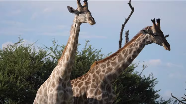 79款动物园长颈鹿野生动物大自然抖音快手实拍短视频媒体素材07