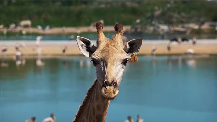 79款动物园长颈鹿野生动物大自然抖音快手实拍短视频媒体素材08