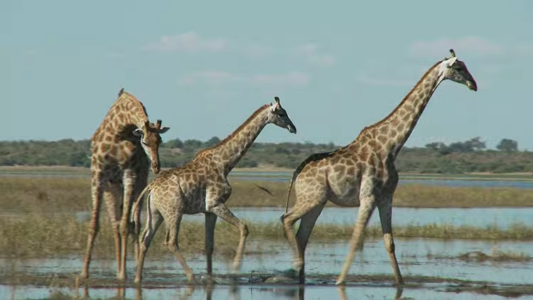 79款动物园长颈鹿野生动物大自然抖音快手实拍短视频媒体素材11