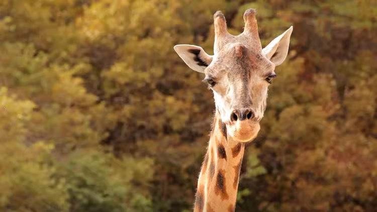 79款动物园长颈鹿野生动物大自然抖音快手实拍短视频媒体素材12