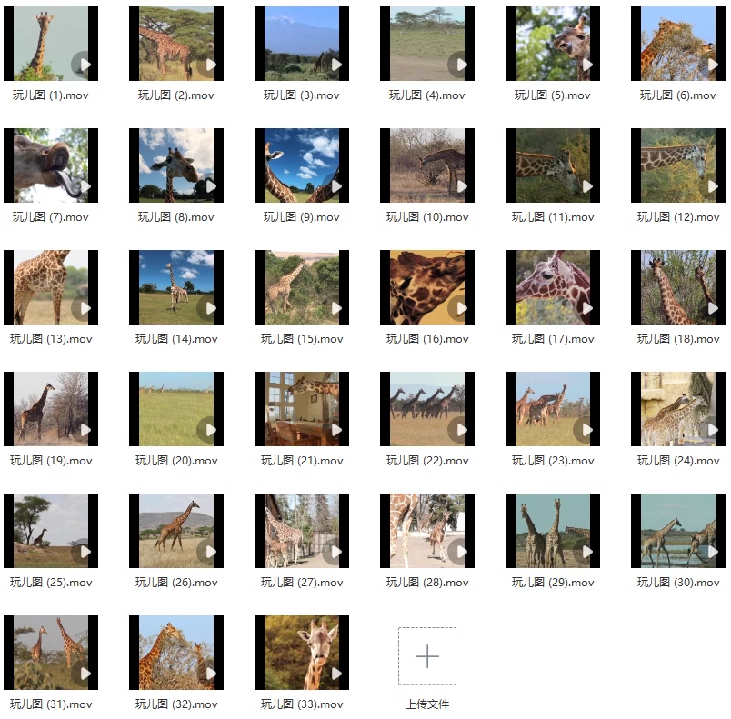 79款动物园长颈鹿野生动物大自然抖音快手实拍短视频媒体素材14