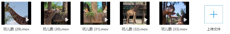 79款动物园长颈鹿野生动物大自然抖音快手实拍短视频媒体素材15