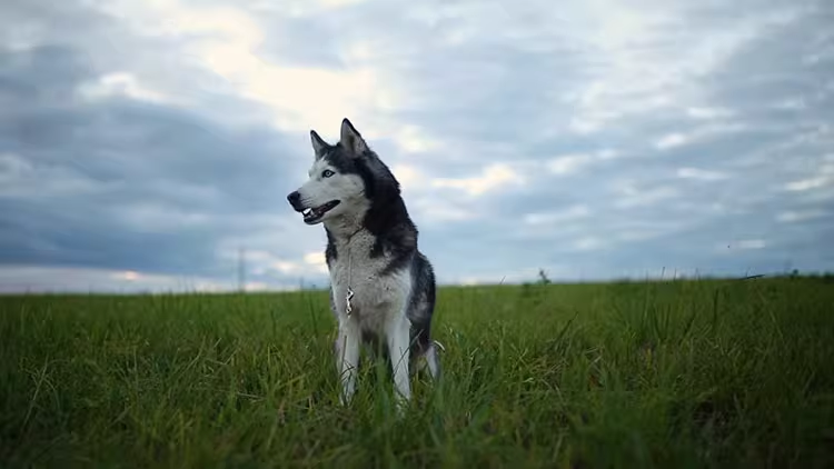 53款宠物狗狗哈士奇活泼可爱玩耍遛狗国外短视频自媒体素材01