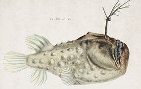 102幅鱼类创意插画Fe. Clarke复古海洋生物JPG电子图片素材