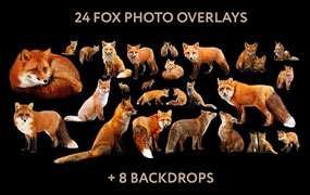狐狸动物剪切图照片处理合成图层叠加PNG免抠设计素材图形