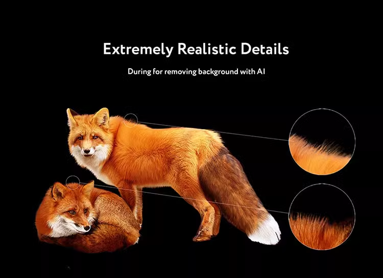 狐狸动物剪切图照片处理合成图层叠加PNG免抠设计素材图形09
