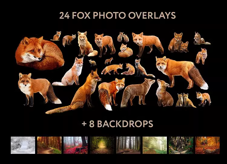 狐狸动物剪切图照片处理合成图层叠加PNG免抠设计素材图形10